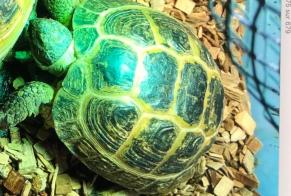 Disappearance alert Tortoise Female , 2025 years Châtellerault France