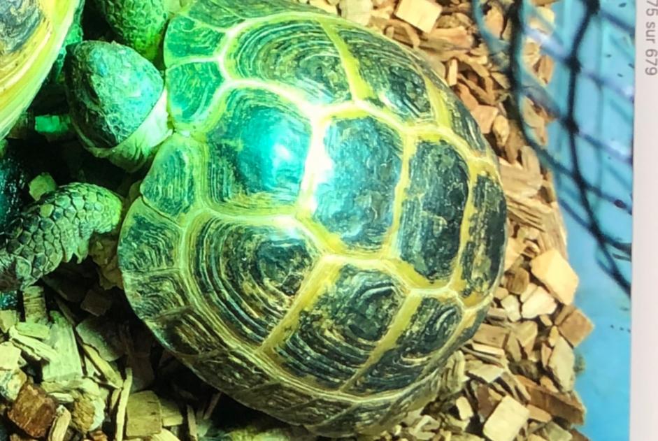 Disappearance alert Tortoise Female , 2025 years Châtellerault France