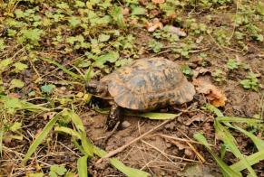 Disappearance alert Tortoise Male , 2025 years Cuffy France