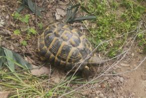 Discovery alert Tortoise Unknown Alès France