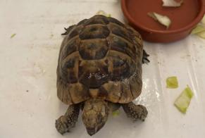 Discovery alert Tortoise Unknown Bransles France